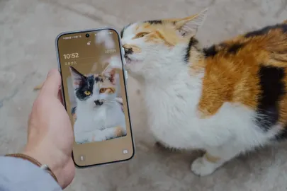 ベット カート カジノ モバイルアプリ